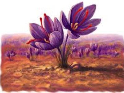 توزیع عمده انواع زعفران خالص