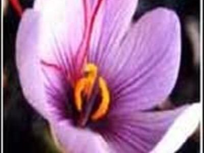 نرخ انواع زعفران صادراتی ایران