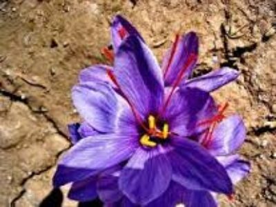 خرید آنلاین زعفران قائنات با قیمت ارزان