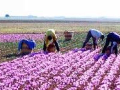 افزایش چشمگیر تولید زعفران در خراسان رضوی