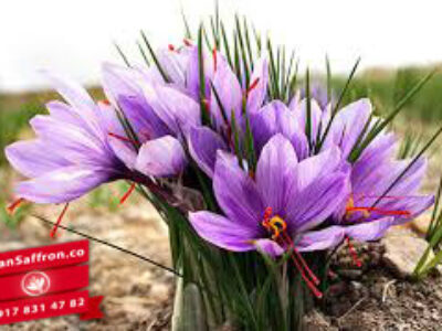 فروش روز زعفران سحرخیز در تربت جام