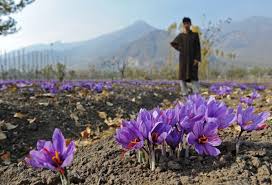 You are currently viewing ارسال انواع زعفران اصلی ایرانی با پست