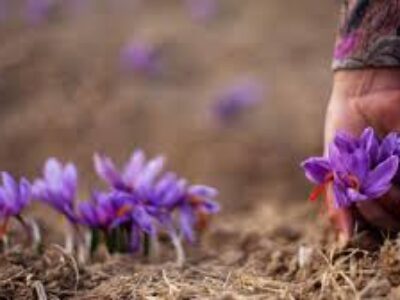 بهترین زمان کاشت پیاز گل زعفران