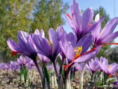 توزیع سراسری زعفران در کشور