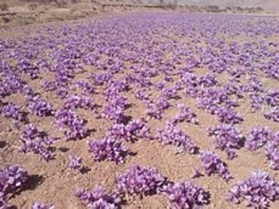 صادرات زعفران ایران به آمریکا