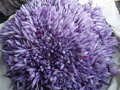میزان گل مصرفی در تولید انواع زعفران