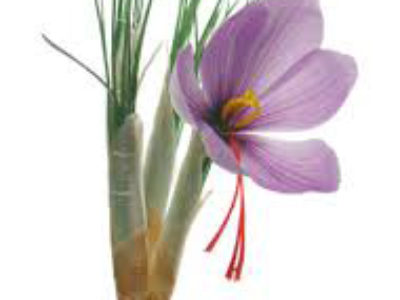 خواص درمانی گیاه زعفران