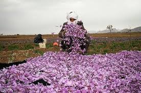 You are currently viewing صادرات زعفران نگین به دنیا