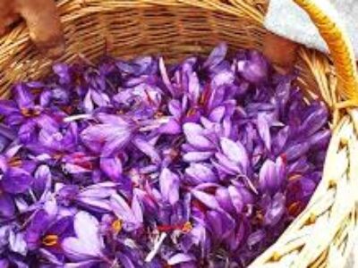 پرورش پیاز زعفران مرغوب در یزد