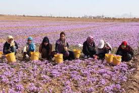 You are currently viewing بهای تمام شده انواع زعفران اعلا ایرانی