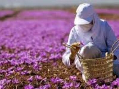 طرز کاشت صحیح زعفران مرغوب ایرانی