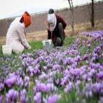 توزیع زعفران عمده در سیستان و بلوچستان
