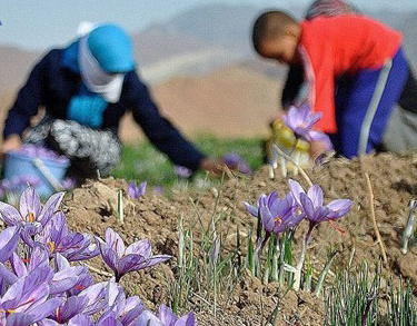 You are currently viewing خرید زعفران عمده برای صنعت غذایی