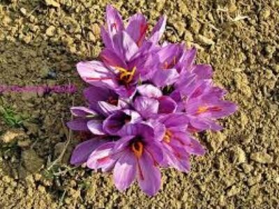 انواع زعفران در قلمروی گیاهان گلدار