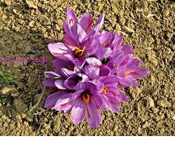 You are currently viewing انواع زعفران در قلمروی گیاهان گلدار