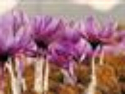 ضوابط صادرات زعفران تازه پاییزی
