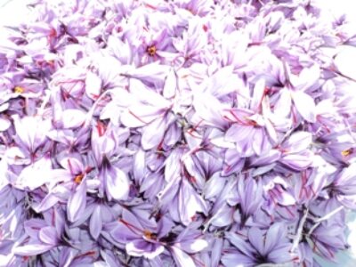 تقاضا زعفران فله در ورامین