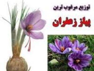 خرید پستی پیاز زعفران در شیراز