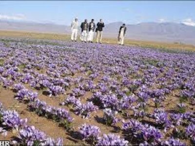 فروش پیاز زعفران خوب در همدان