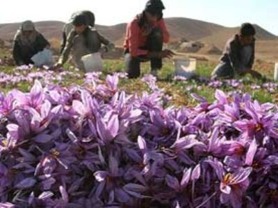 فصل کاشت بهترین پیاز زعفران در کرمان