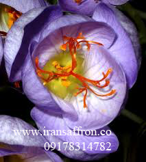 You are currently viewing فروشگاه اینترنتی انواع زعفران اصل قائنات