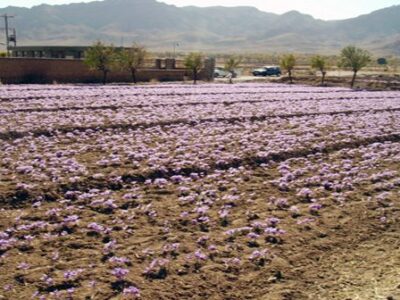 قیمت خرید زعفران مرغوب ایرانی در سراسر کشور