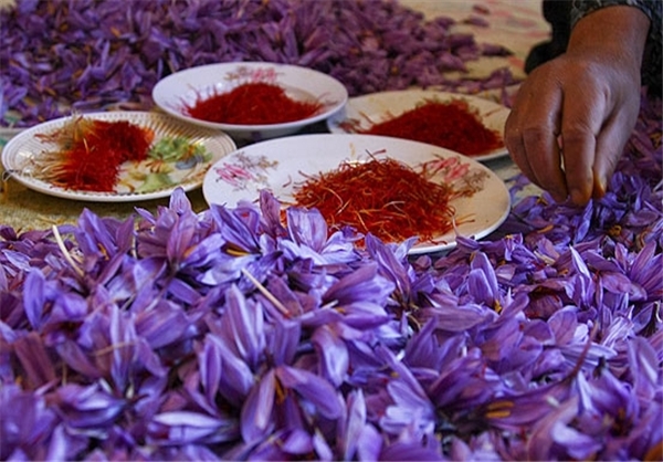 You are currently viewing فروش عمده انواع زعفران ایرانی با کیفیت