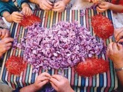 توزیع زعفران نگین در جهان