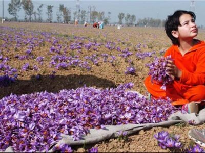 خرید زعفران سرگل در کردستان
