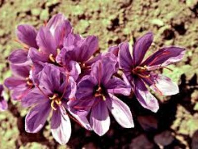 بهترین دمنوش بذر زعفران ژاپن