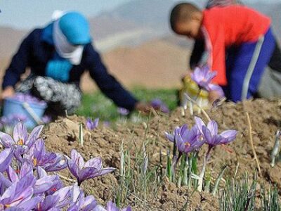 قیمت زعفران پوشالی در مازندران