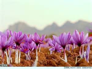 You are currently viewing قیمت انواع زعفران ایرانی در ایران