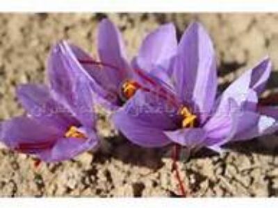 صادرات زعفران سحرخیز به چین