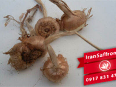 فروش پیاز زعفران قائنات در فارس