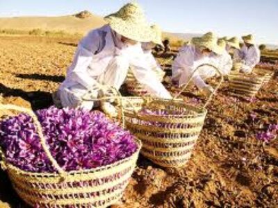 خریدار های زعفران ایرانی در دنیا