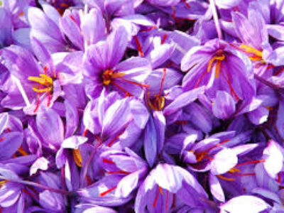 مقدار برداشت گل زعفران ایرانی در هکتار