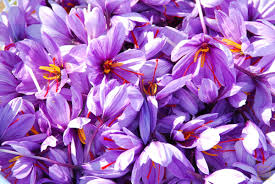 You are currently viewing مقدار برداشت گل زعفران ایرانی در هکتار