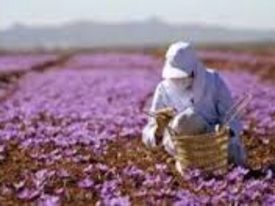فروش زعفران تازه با بهترین قیمت روز