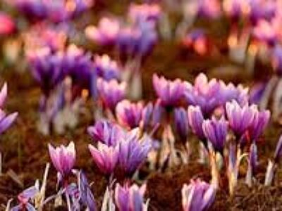 به روز ترین طرز کاشت پیاز زعفران ایرانی