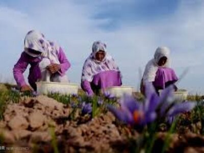طرز کاشت بهترین پیاز زعفران در زنجان