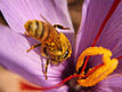 خواص دارویی گلبرگ گل زعفران