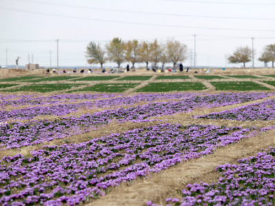عرضه زعفران عمده در آذربایجان