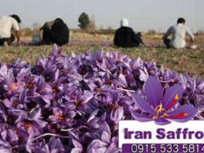 نخستین بازار خرید گل زعفران در خراسان