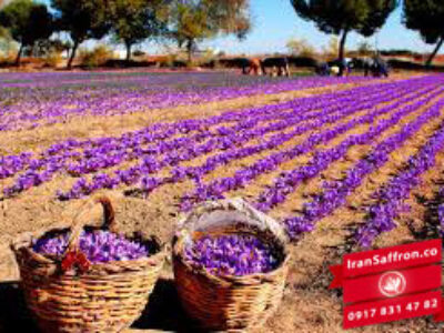 قیمت انواع زعفران درجه یک ایرانی از کشاورز