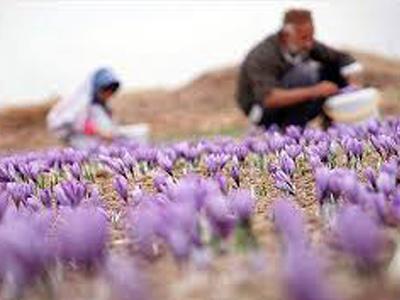 فروش پرسود زعفران در ایران