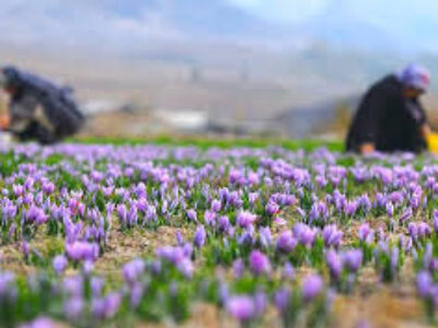 خرید عمده زعفران ایران صادراتی