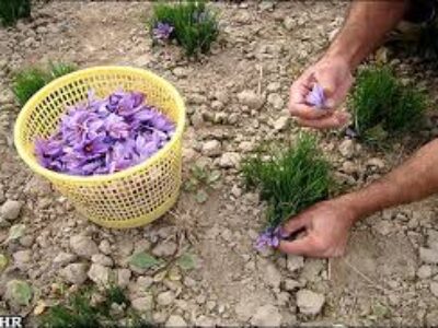 خرید پیاز زعفران ممتاز ایران