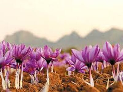 کشت انواع زعفران مرغوب ایران