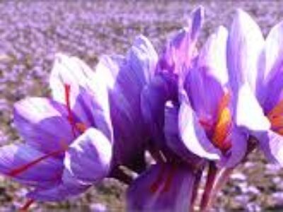 تجارت زعفران در افغانستان