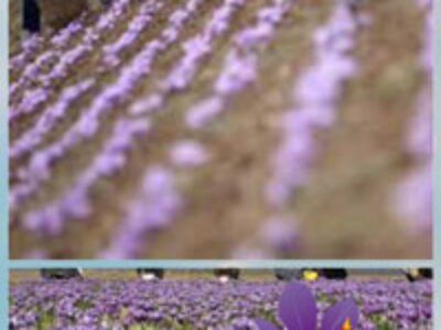 راه‌اندازی جدید بازار گل زعفران در گناباد